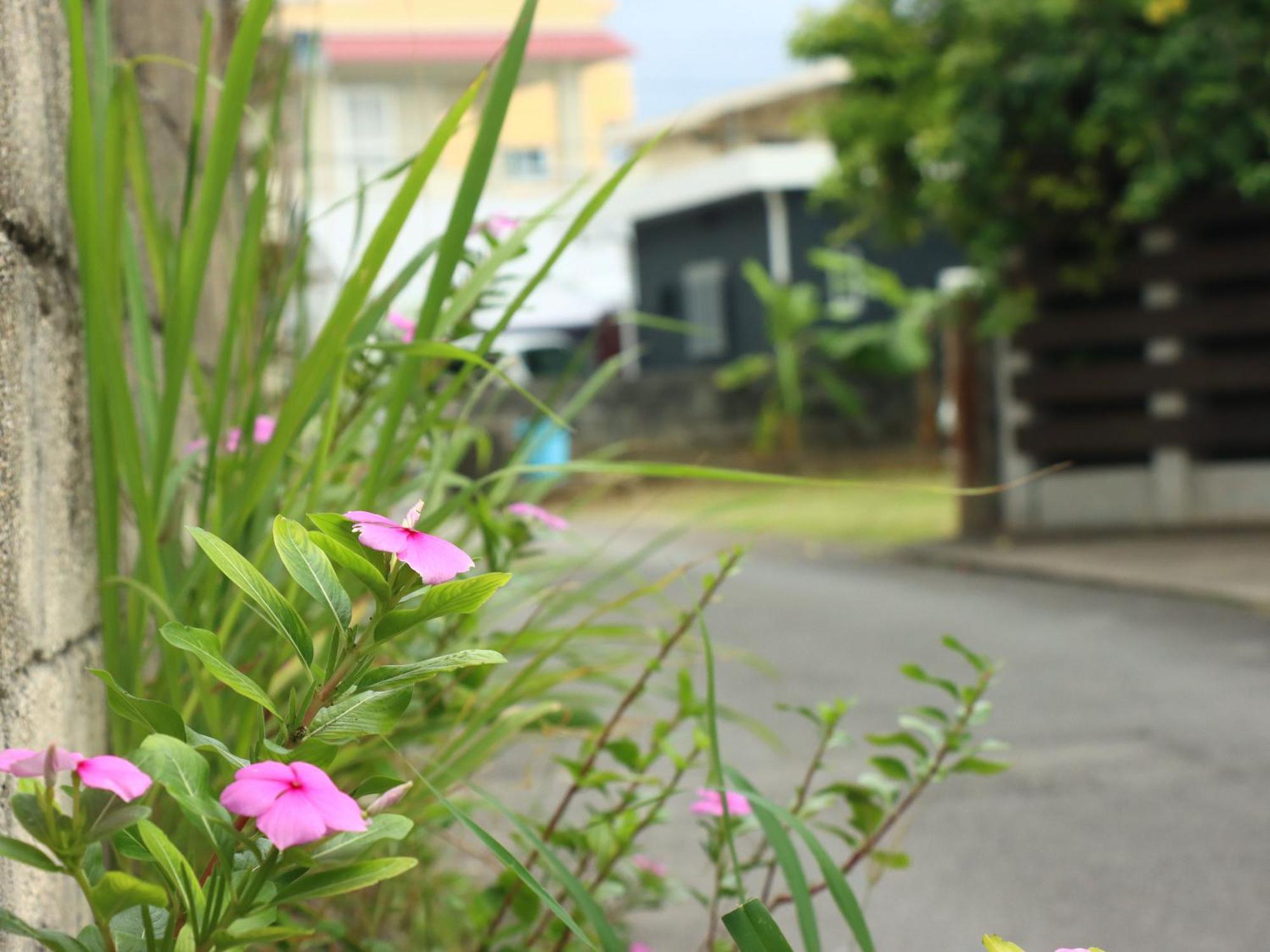Guesthouse Asibina Ishigaki  المظهر الخارجي الصورة